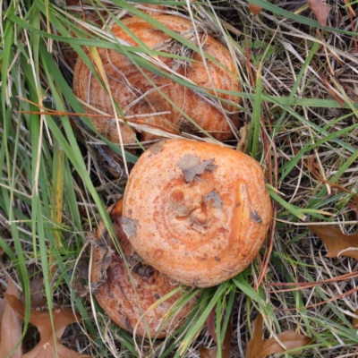 Lactarius deliciosus (Saffron Milkcap) at Turner, ACT - 6 May 2023 by ConBoekel