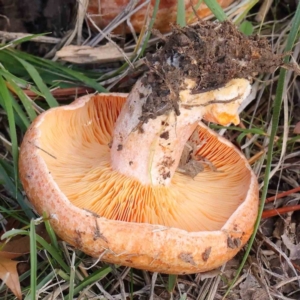 Lactarius deliciosus at Turner, ACT - 6 May 2023 03:54 PM