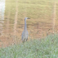 Egretta novaehollandiae (White-faced Heron) at Sullivans Creek, Turner - 6 May 2023 by ConBoekel