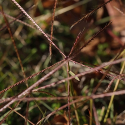 Chloris truncata (Windmill Grass) at Turner, ACT - 6 May 2023 by ConBoekel