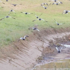 Chenonetta jubata (Australian Wood Duck) at Sullivans Creek, Turner - 6 May 2023 by ConBoekel