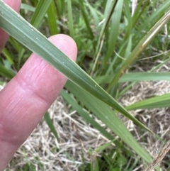Imperata cylindrica (Blady Grass) at Kangaroo Valley, NSW - 7 Jun 2023 by lbradleyKV
