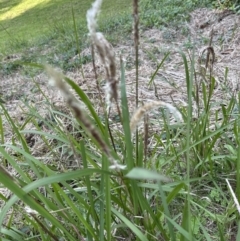 Imperata cylindrica at Kangaroo Valley, NSW - suppressed