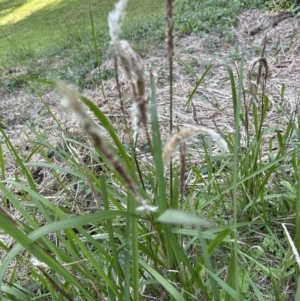 Imperata cylindrica at Kangaroo Valley, NSW - suppressed