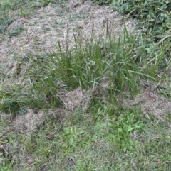 Imperata cylindrica at Kangaroo Valley, NSW - suppressed