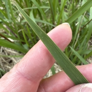 Imperata cylindrica at Kangaroo Valley, NSW - suppressed