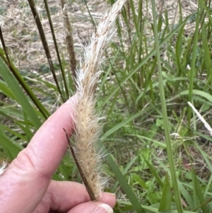 Imperata cylindrica at Kangaroo Valley, NSW - suppressed