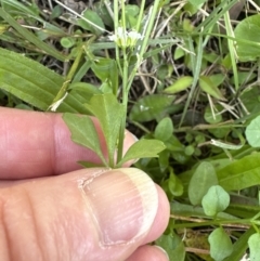 Cardamine hirsuta (Common Bittercress, Hairy Woodcress) at Kangaroo Valley, NSW - 7 Jun 2023 by lbradleyKV