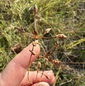 Fimbristylis dichotoma at Kangaroo Valley, NSW - 7 Jun 2023