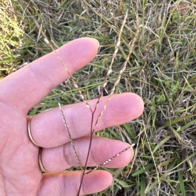 Axonopus fissifolius (Carpet Grass) at Kangaroo Valley, NSW - 7 Jun 2023 by lbradleyKV