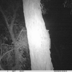 Petaurus sp. (A glider) at Monitoring Site 005 - Road - 30 Sep 2022 by DMeco