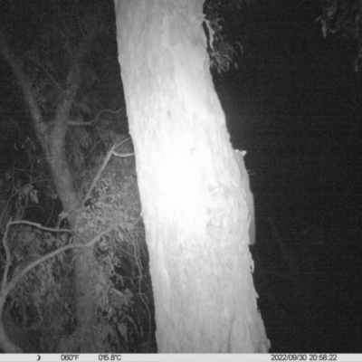 Petaurus sp. (A glider) at Monitoring Site 005 - Road - 30 Sep 2022 by DMeco