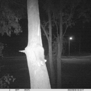 Pseudocheirus peregrinus (Common Ringtail Possum) at Thurgoona, NSW by DMeco