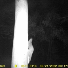 Petaurus norfolcensis (Squirrel Glider) at Thurgoona Golf Course - 21 Sep 2022 by DMeco