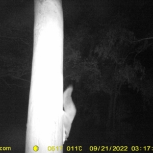 Petaurus norfolcensis at Thurgoona, NSW - 21 Sep 2022 03:17 AM