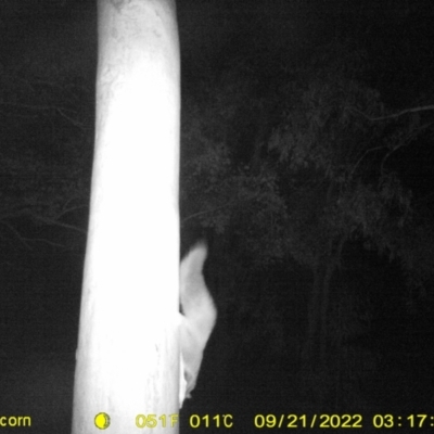Petaurus norfolcensis (Squirrel Glider) at Thurgoona Golf Course - 20 Sep 2022 by DMeco