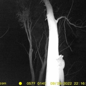 Petaurus norfolcensis at Thurgoona, NSW - 29 Sep 2022 10:16 PM