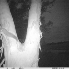 Petaurus norfolcensis (Squirrel Glider) at Monitoring Site 013 - Road - 14 Sep 2022 by DMeco
