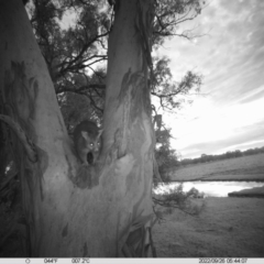 Trichosurus vulpecula (Common Brushtail Possum) at Thurgoona, NSW - 26 Sep 2022 by DMeco