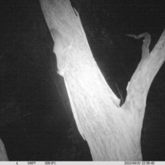 Petaurus norfolcensis (Squirrel Glider) at Monitoring Site 017 - Remnant - 20 Sep 2022 by DMeco