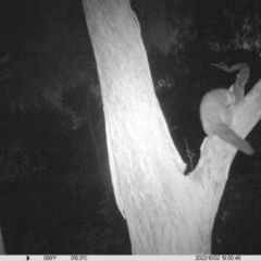 Trichosurus vulpecula (Common Brushtail Possum) at Monitoring Site 017 - Remnant - 2 Oct 2022 by DMeco