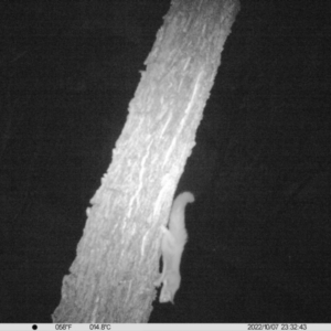 Petaurus norfolcensis at Thurgoona, NSW - 7 Oct 2022 11:32 PM