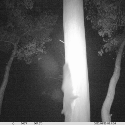 Petaurus norfolcensis (Squirrel Glider) at Charles Sturt University - 24 Sep 2022 by DMeco