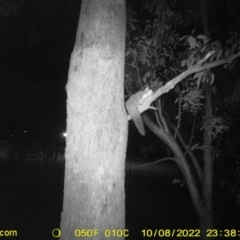 Petaurus norfolcensis (Squirrel Glider) at Albury - 8 Oct 2022 by DMeco