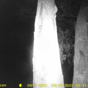 Petaurus norfolcensis at Thurgoona, NSW - 20 Sep 2022 02:31 AM