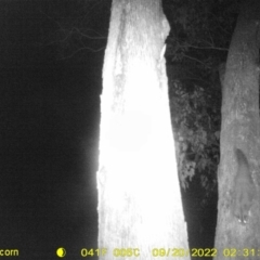 Petaurus norfolcensis (Squirrel Glider) at Monitoring Site 023 - Remnant - 19 Sep 2022 by DMeco