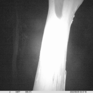 Petaurus sp. at Undefined Area - 29 Sep 2022 03:37 AM