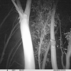 Pseudocheirus peregrinus (Common Ringtail Possum) at Thurgoona, NSW - 13 Sep 2022 by DMeco