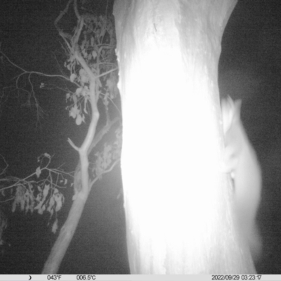 Petaurus norfolcensis (Squirrel Glider) at Monitoring Site 050 - Riparian - 28 Sep 2022 by DMeco