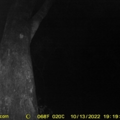 Petaurus norfolcensis (Squirrel Glider) at Red Light Hill Reserve - 13 Oct 2022 by DMeco