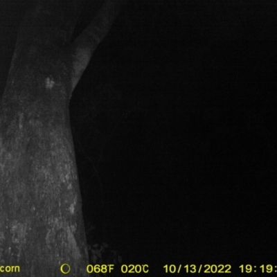 Petaurus norfolcensis (Squirrel Glider) at Monitoring Site 031 - Remnant - 13 Oct 2022 by DMeco