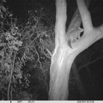 Trichosurus vulpecula (Common Brushtail Possum) at Thurgoona, NSW - 11 Oct 2022 by DMeco