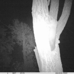 Petaurus norfolcensis (Squirrel Glider) at National Environment Centre (Riverina Institute of Tafe) - 19 Oct 2022 by DMeco