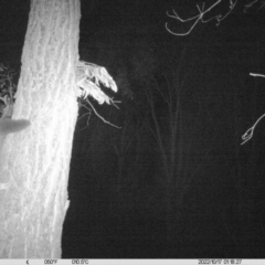 Petaurus norfolcensis (Squirrel Glider) at National Environment Centre (Riverina Institute of Tafe) - 16 Oct 2022 by DMeco