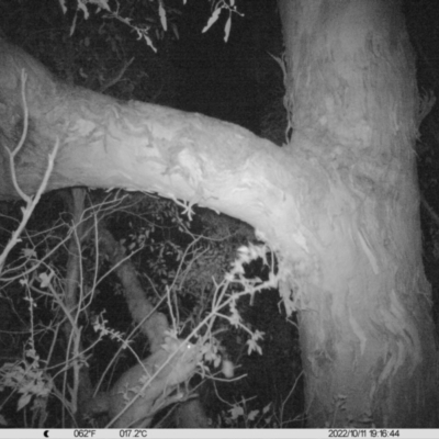 Trichosurus vulpecula (Common Brushtail Possum) at Thurgoona, NSW - 11 Oct 2022 by DMeco