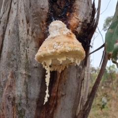 Laetiporus portentosus (White Punk) at Isaacs, ACT - 7 Jun 2023 by Mike