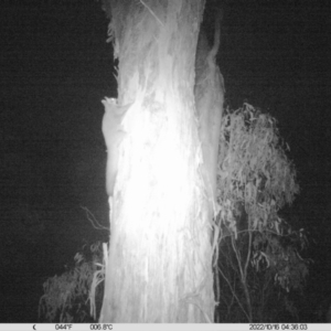 Petaurus norfolcensis (Squirrel Glider) at Thurgoona, NSW by DMeco