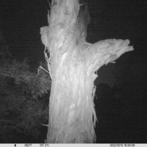 Petaurus sp. at Undefined Area - 16 Oct 2022 07:49 PM