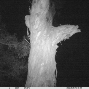 Petaurus sp. at Undefined Area - 16 Oct 2022 07:49 PM