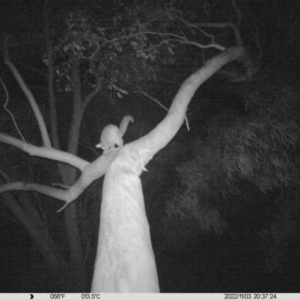 Trichosurus vulpecula at Thurgoona, NSW - 3 Nov 2022 08:37 PM