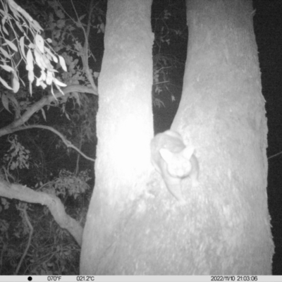 Trichosurus vulpecula (Common Brushtail Possum) at Monitoring Site 044 - Riparian - 10 Nov 2022 by DMeco