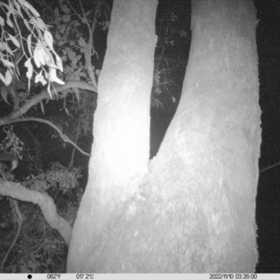 Pseudocheirus peregrinus (Common Ringtail Possum) at Eight Mile Creek - 9 Nov 2022 by DMeco