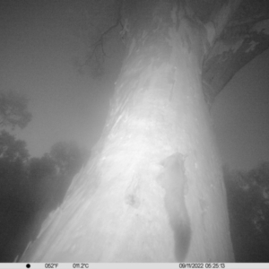 Petaurus norfolcensis at Table Top, NSW - 9 Nov 2022 05:25 AM