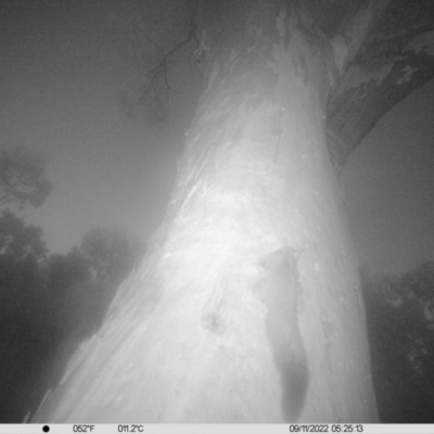 Petaurus norfolcensis (Squirrel Glider) at Monitoring Site 046 - Remnant - 8 Nov 2022 by DMeco