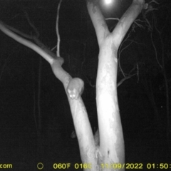 Phalangeridae (family) (Brushtail Possums) at Albury - 8 Nov 2022 by DMeco