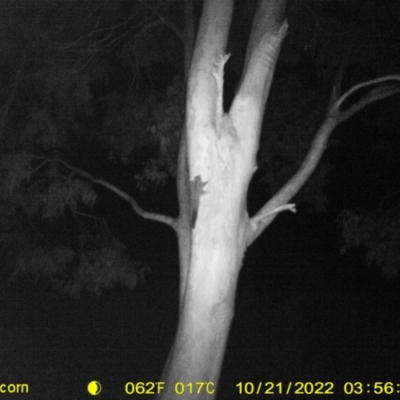 Petaurus norfolcensis (Squirrel Glider) at Monitoring Site 058 - Road - 20 Oct 2022 by DMeco